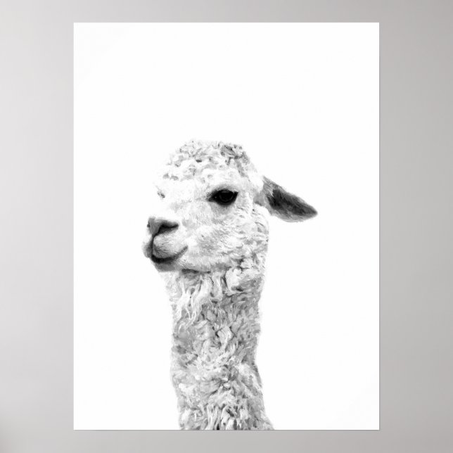 Póster Retrato animal de granja de llama blanco y negro (Frente)