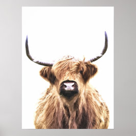 Póster Retrato animal escocés de vaca Highland