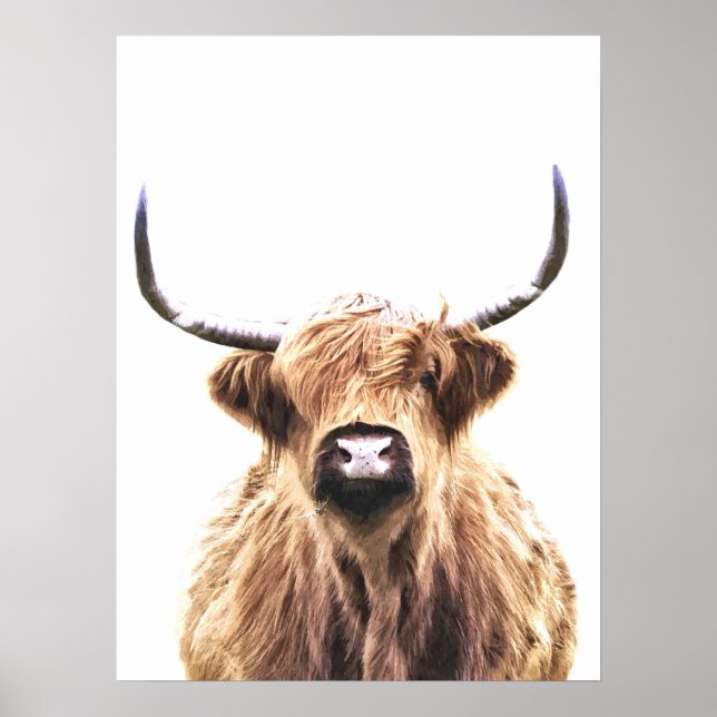 Póster Retrato animal escocés de vaca Highland (Frente)