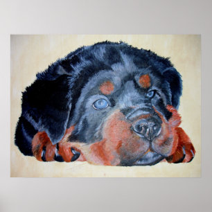 Póster Retrato artístico de Rottweiler Puppy Mascota