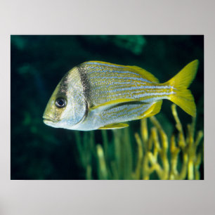Póster Retrato atlántico del Porkfish