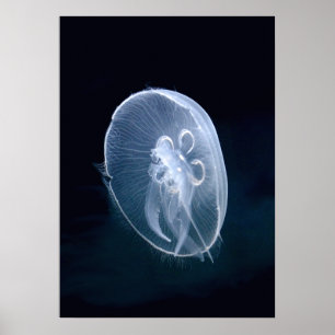 Póster Retrato azul translúcido y brillante de medusas