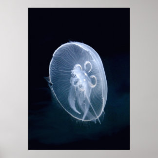 Póster Retrato azul translúcido y brillante de medusas