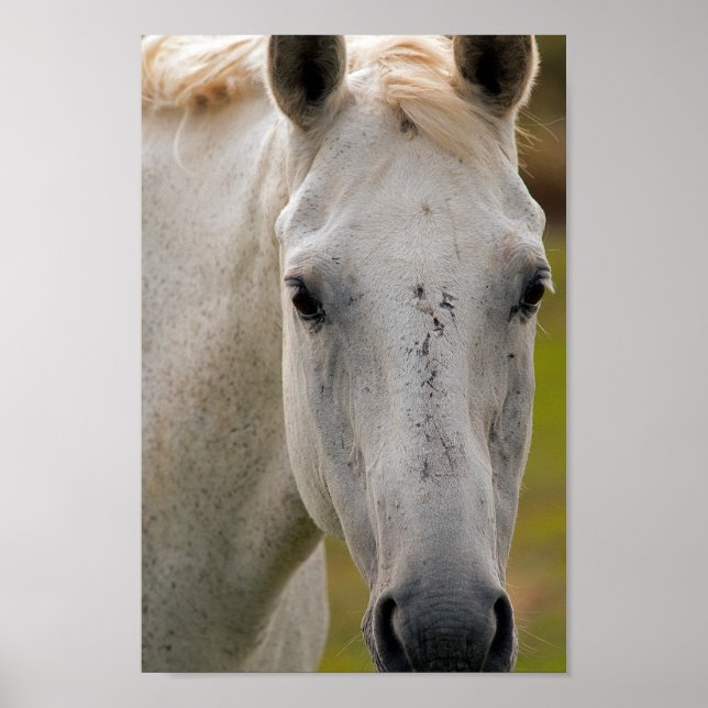 Póster Retrato blanco de caballo (Frente)