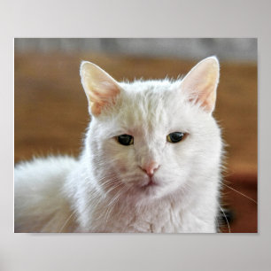 Póster Retrato blanco turco de gatos angora