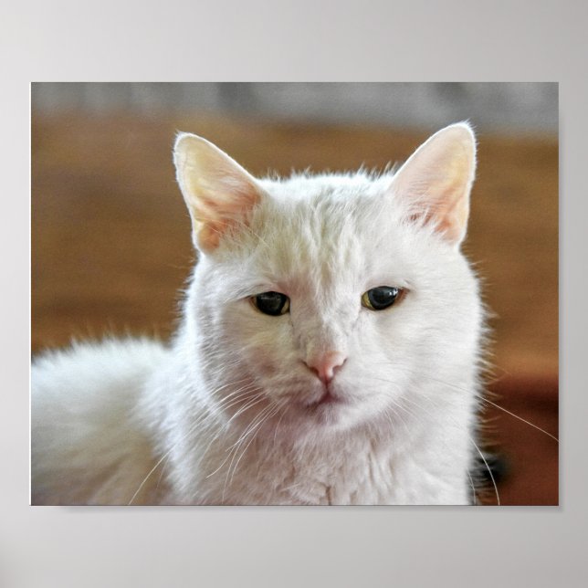 Póster Retrato blanco turco de gatos angora (Frente)