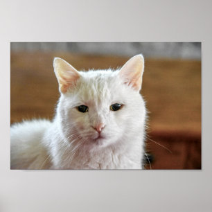 Póster Retrato blanco turco de gatos angora