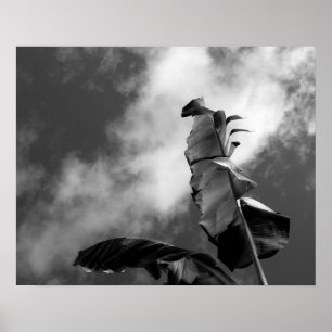 Póster Retrato blanco y negro de árbol de plátano