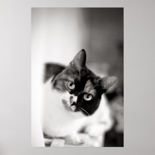 Póster Retrato blanco y negro del gato
