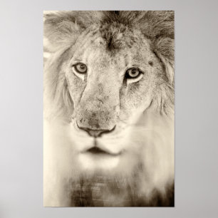 Póster Retrato blanco y negro del león