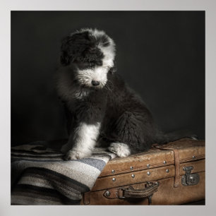 Póster Retrato Bobtail del perrito en estudio