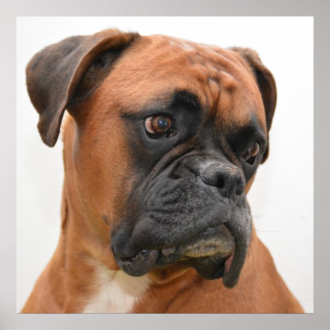 Póster Retrato Boxer (Frente)