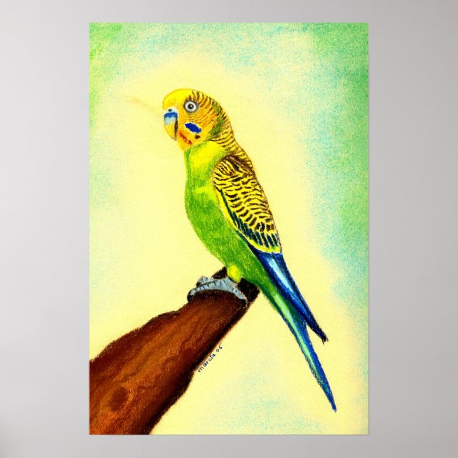 Póster Retrato Budgie Bird (Frente)