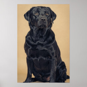 Póster Retrato cálido neutral de Labrador Retriever negro