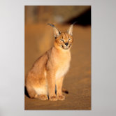 25 ideas de Floppa  flopa, caracal, plantillas de animales