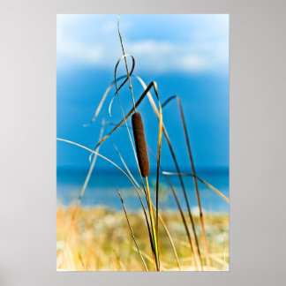 Póster Retrato Cattail