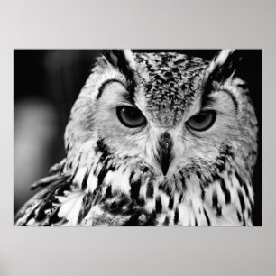 Póster Retrato De Aceite De Eurasia