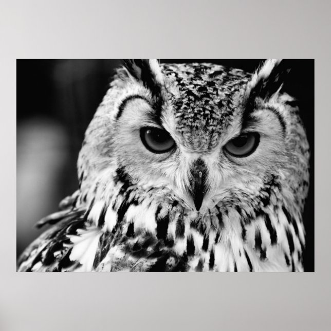 Póster Retrato De Aceite De Eurasia (Frente)