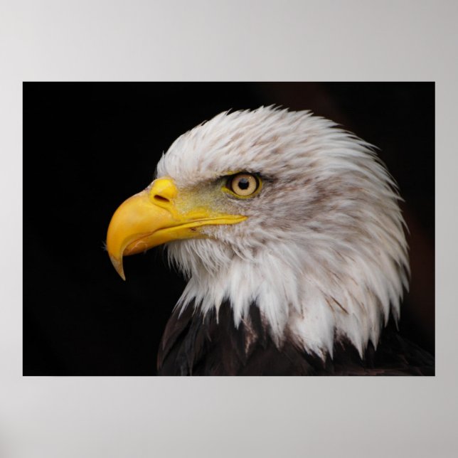 Póster Retrato de águila (Frente)