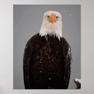 Póster Retrato de águila calva en la nieve, Haliaeetus