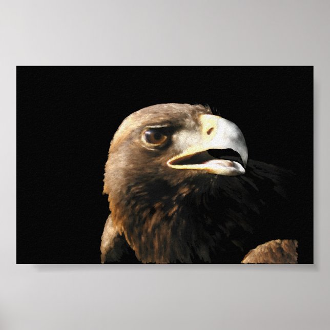 Póster Retrato de águila dorada (Frente)