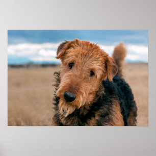 Póster Retrato de Airedale Terrier 2