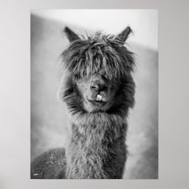 Póster Retrato de Alpaca Blanco y Negro