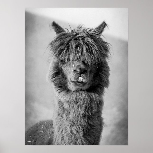 Póster Retrato de Alpaca Blanco y Negro (Frente)