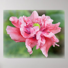 Póster Retrato de amapola de somnifero