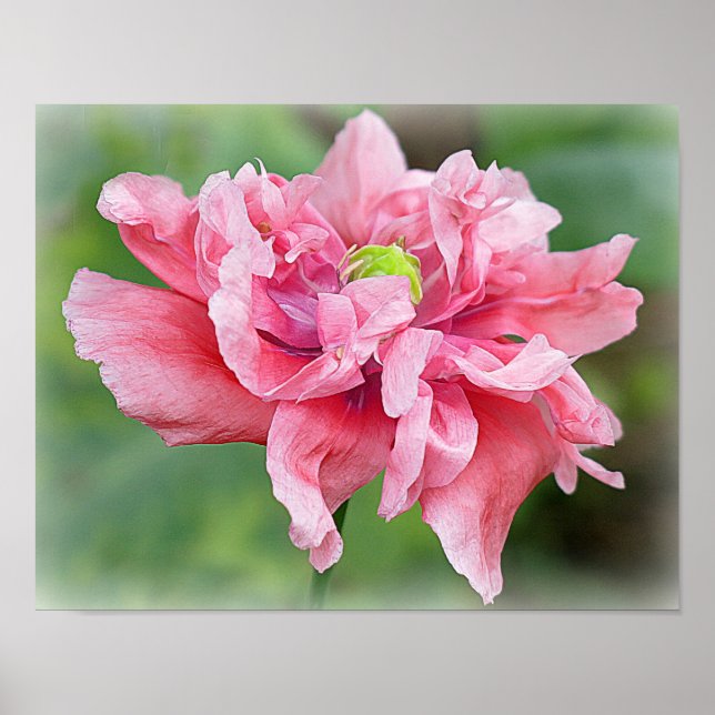 Póster Retrato de amapola de somnifero (Frente)