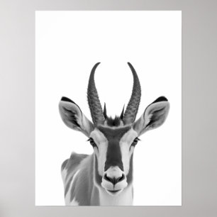 Póster Retrato de animal del desierto del antílope berren