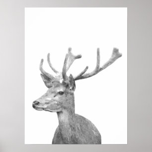 Póster Retrato de animales de ciervos blancos y negros