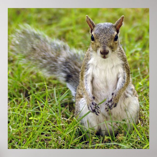 Póster Retrato de ardilla (Frente)