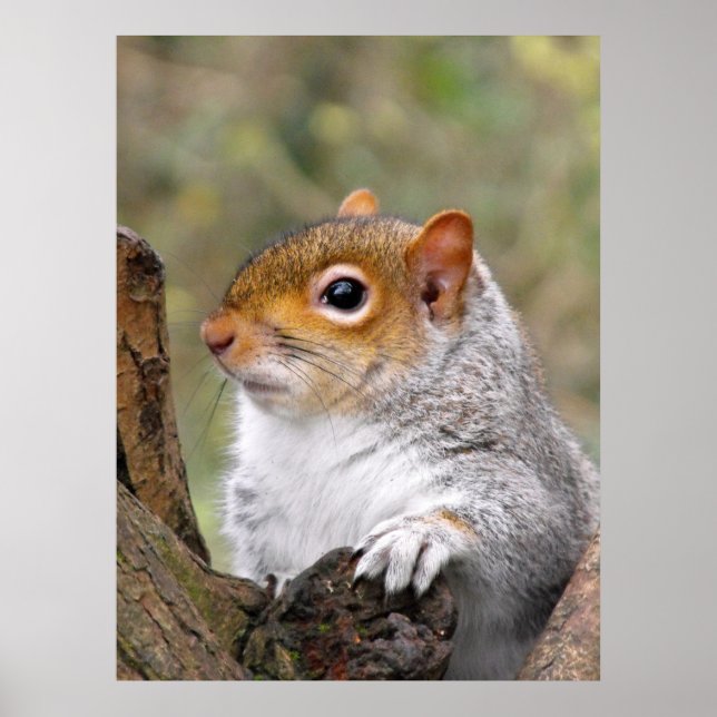 Póster Retrato de ardilla gris (Frente)