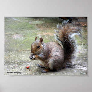 Póster Retrato de ardilla gris