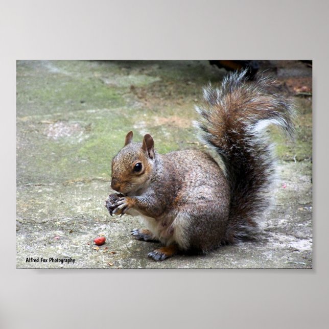 Póster Retrato de ardilla gris (Frente)