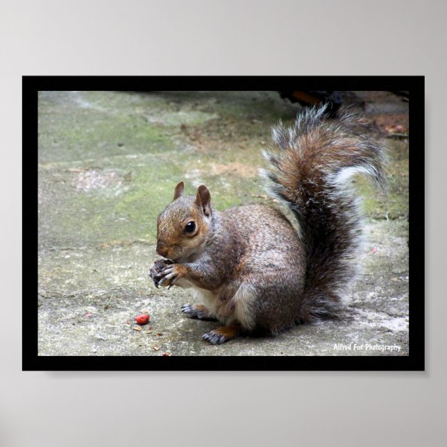 Póster Retrato de ardilla gris (Frente)