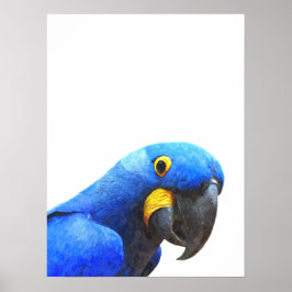 Póster Retrato de ave tropical de loro azul