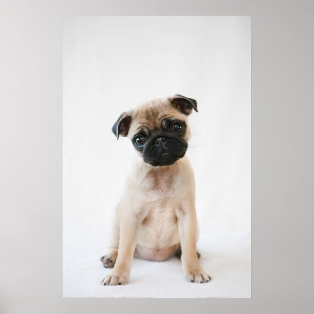 Póster Retrato de Baby Pug (Frente)