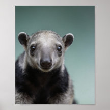 Retrato de bebé oso hormiguero – Pared de animales