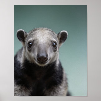 Póster Retrato de bebé oso hormiguero – Pared de animales