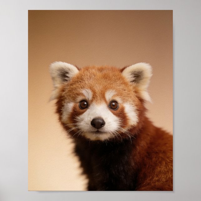 Póster Retrato de bebé panda rojo - Pared de animales lin (Frente)