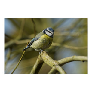 Póster Retrato de Bluetit