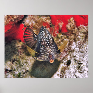 Póster Retrato de Boxfish