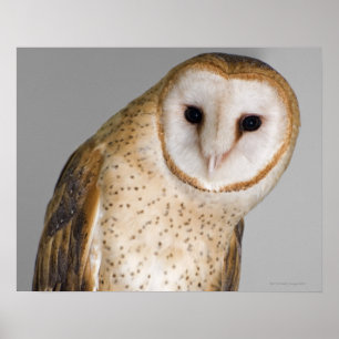 Póster Retrato de búho (Tyto alba).