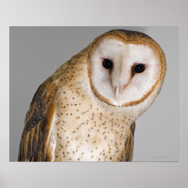 Póster Retrato de búho (Tyto alba). (Frente)