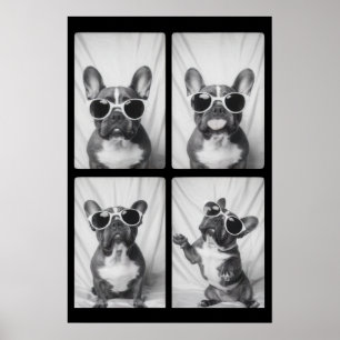 Póster Retrato de Bulldog francés
