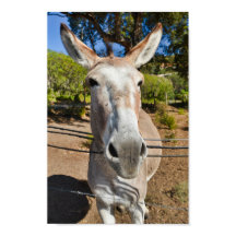 Retrato de burro marrón divertido