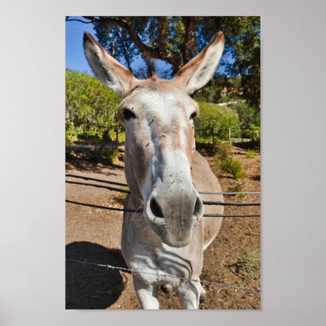 Póster Retrato de burro marrón divertido (Frente)
