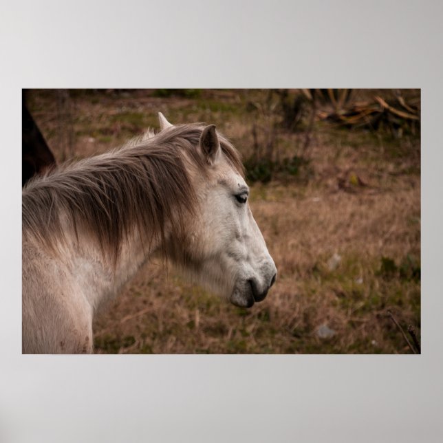 Póster Retrato de caballo (Frente)